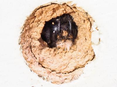  Osmia cornuta (Latreille, 1805)