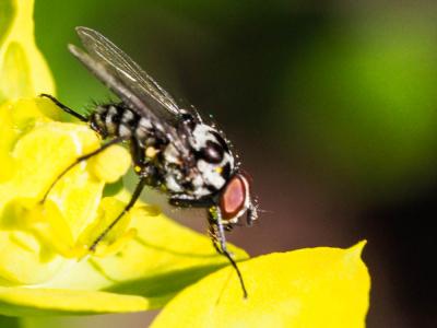  Anthomyia Meigen, 1803