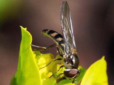  Meliscaeva auricollis (Meigen, 1822)