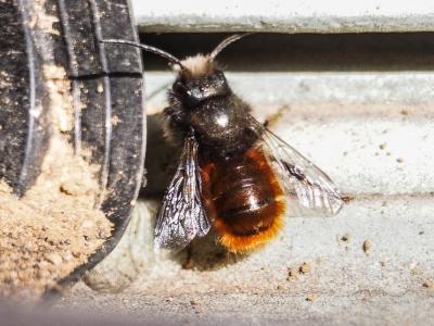  Osmia cornuta (Latreille, 1805)