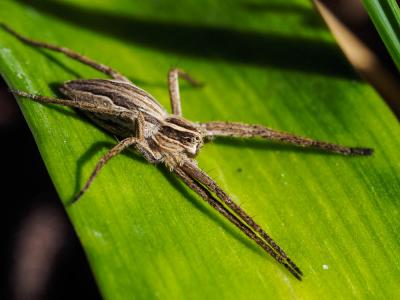 Pisaure admirable Pisaura mirabilis (Clerck, 1758)