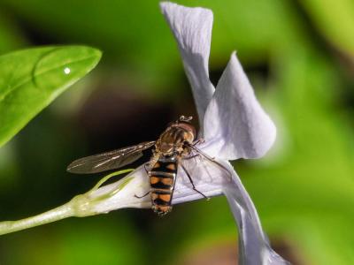  Episyrphus balteatus (De Geer, 1776)