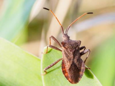  Coreus marginatus marginatus (Linnaeus, 1758)