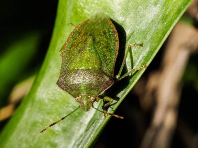 Punaise verte ponctuée Nezara viridula (Linnaeus, 1758)