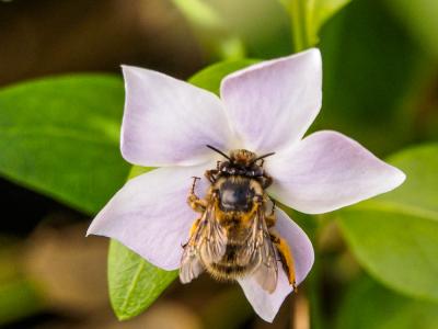 Anthophore commune, Anthophore plumeuse, Anthophor Anthophora plumipes (Pallas, 1772)