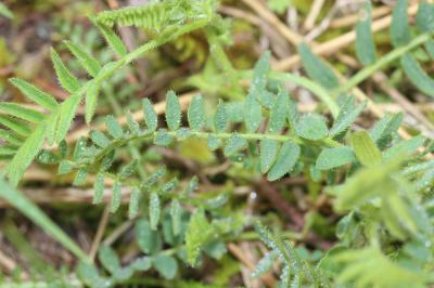 Astragale du Danemark Astragalus danicus Retz., 1783