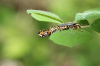 Cantharide noirâtre Cantharis nigricans (O.F. Müller, 1776)