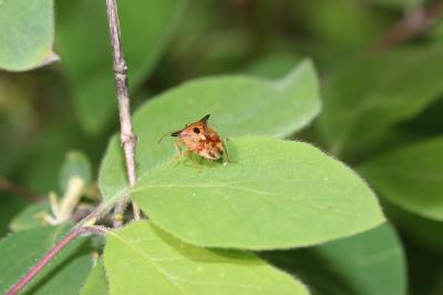  Elasmucha ferrugata (Fabricius, 1787)