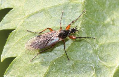  Bibio pomonae (Fabricius, 1775)