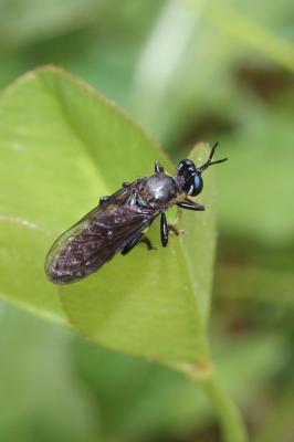  Dioctria hyalipennis (Fabricius, 1794)