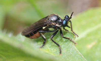  Dioctria hyalipennis (Fabricius, 1794)