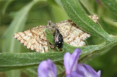 Saltique cuivré Heliophanus cupreus (Walckenaer, 1802)