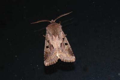 Gothique (La) Orthosia gothica (Linnaeus, 1758)