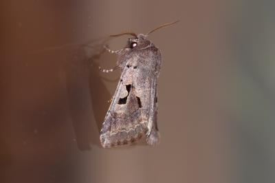 Gothique (La) Orthosia gothica (Linnaeus, 1758)