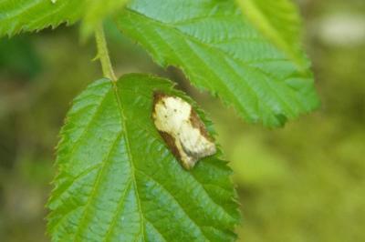 Tordeuses Tortricidae Latreille, 1802