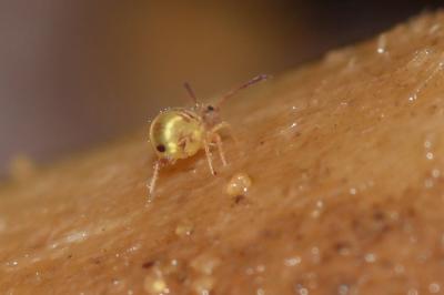  Dicyrtomina minuta (O. Fabricius, 1783)