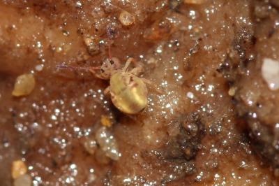  Dicyrtomina minuta (O. Fabricius, 1783)