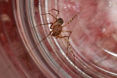 Araignée cracheuse Scytodes thoracica (Latreille, 1802)