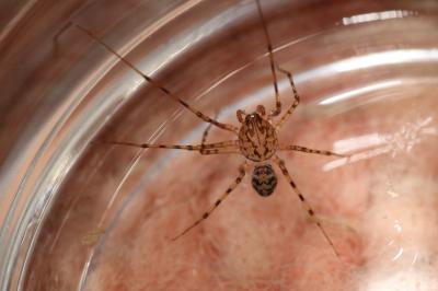 Araignée cracheuse Scytodes thoracica (Latreille, 1802)