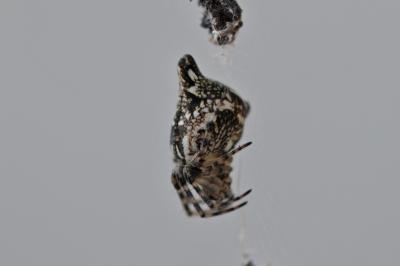 Épeire conique Cyclosa conica (Pallas, 1772)