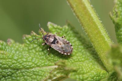  Platyplax salviae (Schilling, 1829)