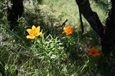 Lis orangé, Lis faux-safran Lilium bulbiferum var. croceum (Chaix) Pers., 1805