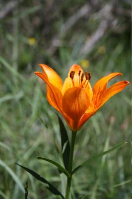 Lis orangé, Lis faux-safran Lilium bulbiferum var. croceum (Chaix) Pers., 1805
