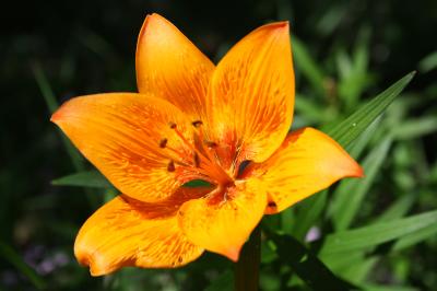 Lis orangé, Lis faux-safran Lilium bulbiferum var. croceum (Chaix) Pers., 1805
