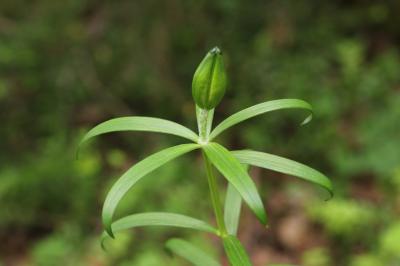Lis orangé, Lis faux-safran Lilium bulbiferum var. croceum (Chaix) Pers., 1805