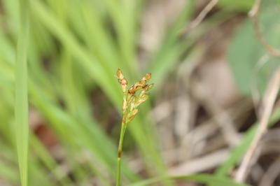 Laîche pied-d'oiseau Carex ornithopoda Willd., 1805