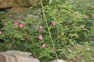 Rosier des Alpes Rosa pendulina L., 1753