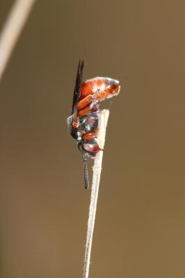  Pasites maculatus Jurine, 1807