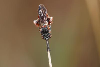  Pasites maculatus Jurine, 1807