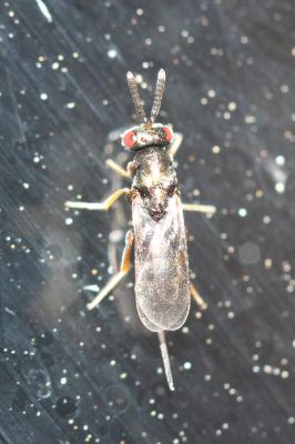  Monodontomerus Westwood, 1833