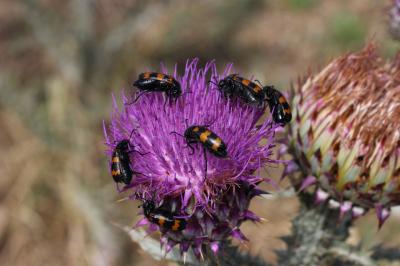 Mylabre variable Mylabris variabilis (Pallas, 1781)