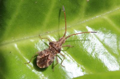  Centrocoris spiniger (Fabricius, 1781)