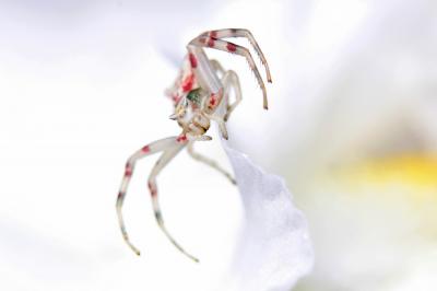 Thomise replet Thomisus onustus Walckenaer, 1805