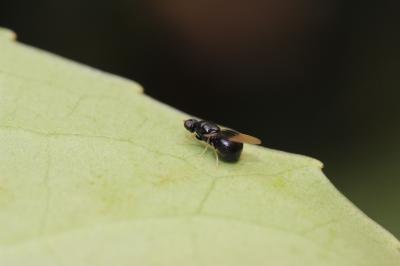  Pachygaster atra (Panzer, 1798)