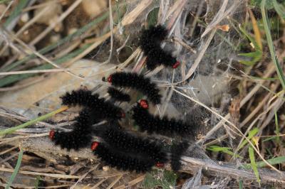 Mélitée du Plantain (La), Déesse à ceinturons (La) Melitaea cinxia (Linnaeus, 1758)