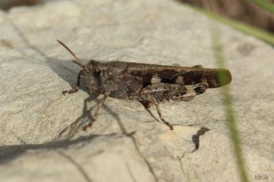 OEdipode automnale, Criquet farouche  Aiolopus strepens (Latreille, 1804)