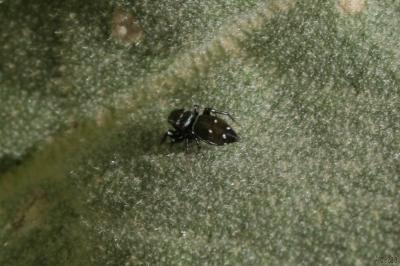  Heliophanus kochii Simon, 1868