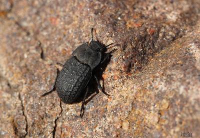 Opâtre des sables Opatrum sabulosum (Linnaeus, 1758)