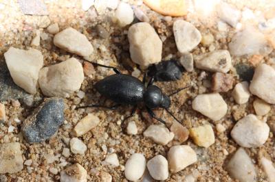  Tentyria mucronata Steven, 1829