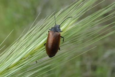 Omophlus orangé Omophlus lepturoides (Fabricius, 1787)