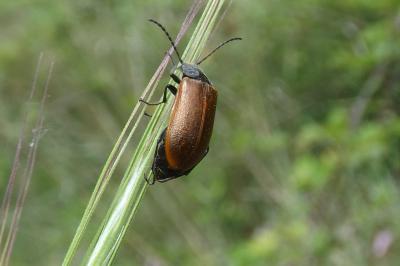 Omophlus orangé Omophlus lepturoides (Fabricius, 1787)