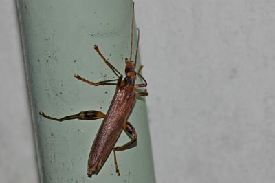  Oedemera femoralis Olivier, 1803
