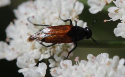  Macrosiagon praeusta (Gebler, 1830)