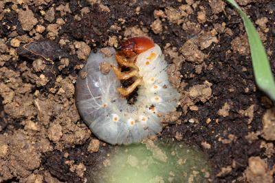 Hannetons Melolonthinae Leach, 1819