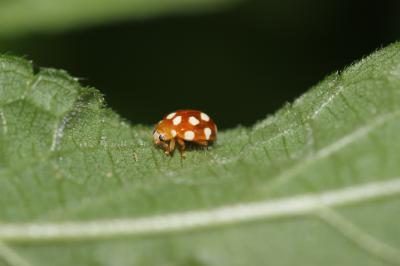  Vibidia duodecimguttata (Poda, 1761)