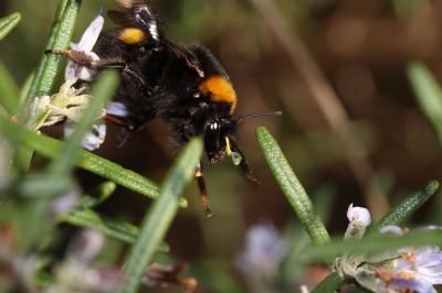  Bombus Latreille, 1802